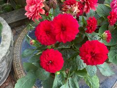-丫口花园餐厅·融合菜