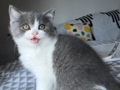 -半岛宠物医院24小时(科华中路店)