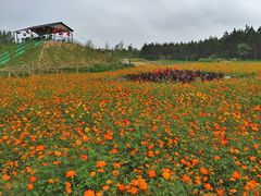 iphone_upload_pic-北纬44度·金珠花海休闲农业旅游景区