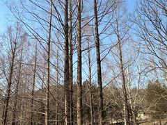 -白水寺森林公园