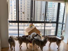 -Husky Go! 哈士奇体验馆·宠物咖啡厅狗咖