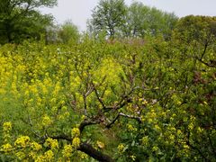 -南汇桃花村