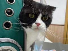 -宠颐生宠物医院·心肾内科·猫专科诊疗中心宠巢店