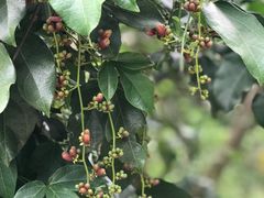 -三门江国家森林公园