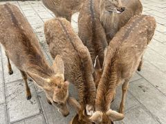 -西双版纳原始森林公园