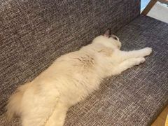-南京Hallo宠物乐园·哈罗犬舍·柴犬繁育基地