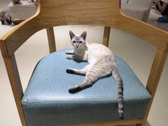 -藏猫猫咖啡主题馆(中央大道店)