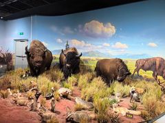 -陕西自然博物馆