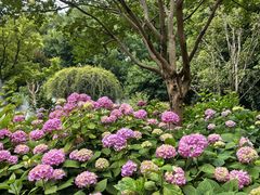 -上海共青森林公园