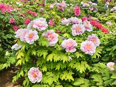 -洛阳市隋唐城遗址植物园