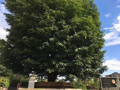-蝴蝶泉公园