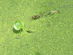 -渌洋湖湿地公园