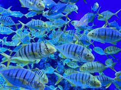 -成都浩海立方海洋公园