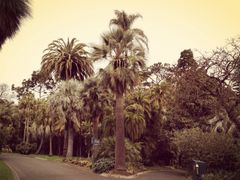景点-墨尔本皇家植物园