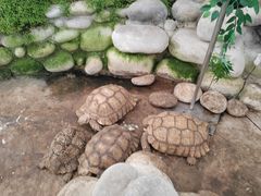 -南宫五洲植物乐园