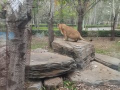 -秦皇岛野生动物园