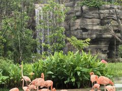 -新加坡飞禽公园