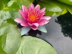 -南翔古镇