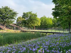 -贡湖湾湿地公园