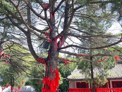 -函谷关历史文化旅游区