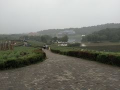 -大塘金香草谷