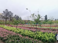 -天适樱花悠乐园