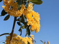 -霸王茶姬(上海恒基名人店)