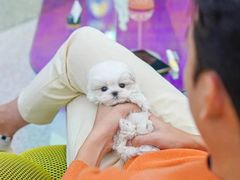-萌宠之家·腊肠犬·马尔泰·小体犬舍
