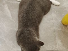-猫力发电所·宠物专门店