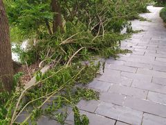 -南汇桃花村