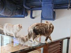 -瞄一喵猫咖(格力海岸店)