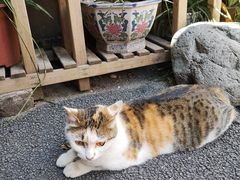 -老宅原住民沙茶面精品小吃(龙头路店)
