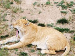 -西霞口神雕山野生动物世界