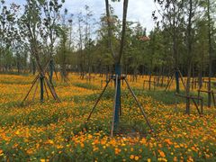 -上海长兴岛郊野公园