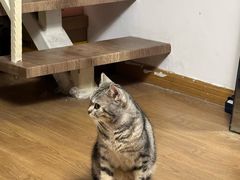 -瑞派宠物医院·犬猫全科·猫友好(宾水西道店)