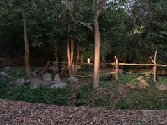 -清迈夜间动物园