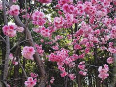 -洛龙公园