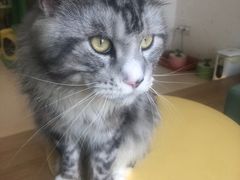 -猫在这儿猫咪咖啡馆·撸猫馆