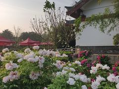 -洛阳市隋唐城遗址植物园