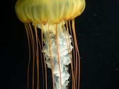 -欢乐海岸海洋奇梦馆