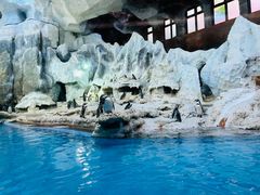 -帝企鹅自助餐厅•儿童岛•真企鹅(长隆企鹅酒店)