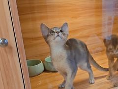 -猫十亿·布偶金渐层·曼基康矮脚猫舍(青年路店)