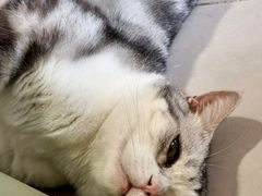 -平行世界·猫咖(首经贸店)