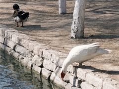 -春风习习