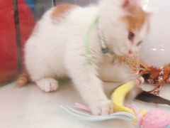 -平行世界·猫咖(首经贸店)