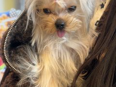 -帕帕拉兹宠物(亚洲旗舰店)