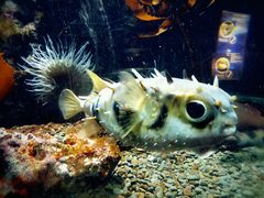 -凯莉-塔尔敦海洋生物水族馆