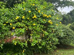 -中国科学院西双版纳热带植物园