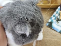 -李小姐の猫咖啡馆(五角场店)