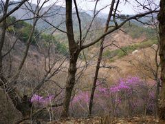 -金龙寺国家森林公园